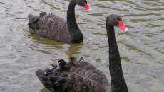 Image from http://commons.wikimedia.org/wiki/File:Black_Swans.jpg