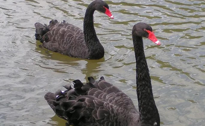 Image from http://commons.wikimedia.org/wiki/File:Black_Swans.jpg
