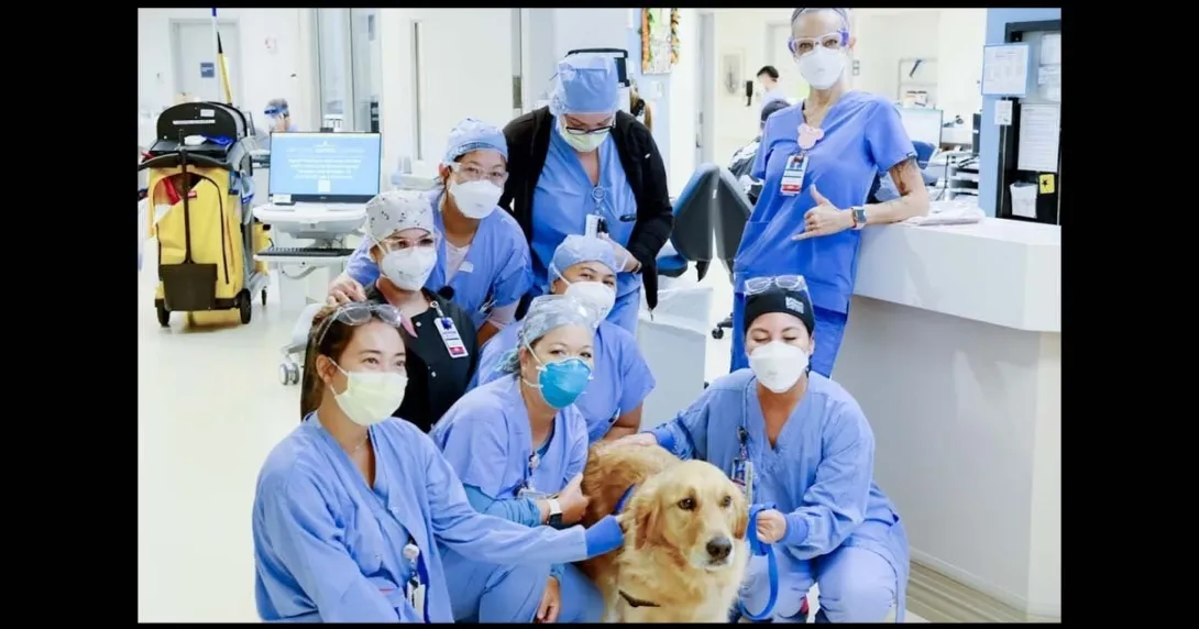 Sampson therapy dog Queen's Health Systems